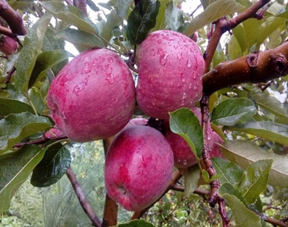 Organic Kinnaur apples on the tree